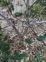 Eucalyptus botryoides