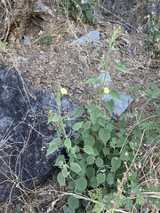 Anoda abutiloides