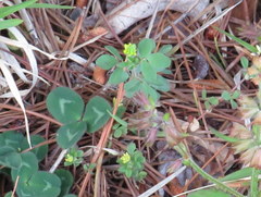 Trifolium dubium