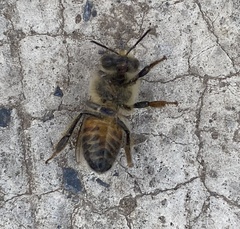 Apis mellifera