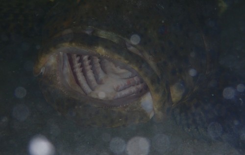 Photo of Atlantic goliath grouper (Epinephelus itajara)
