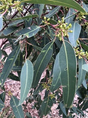 Eucalyptus botryoides