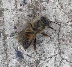 Apis mellifera