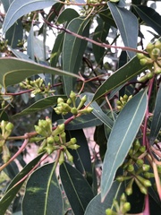 Eucalyptus botryoides