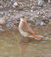 Furnarius rufus