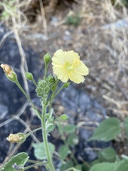 Anoda abutiloides