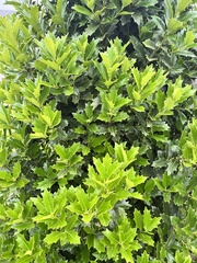 Osmanthus heterophyllus