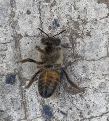 Apis mellifera