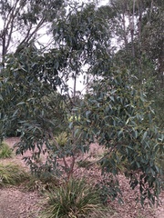 Eucalyptus botryoides