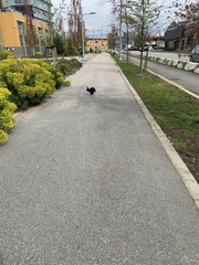 Oryctolagus cuniculus domesticus