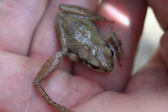 Pseudacris brachyphona