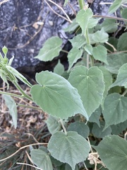 Anoda abutiloides