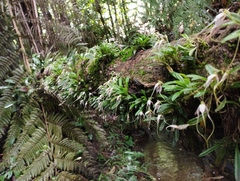 Masdevallia picturata