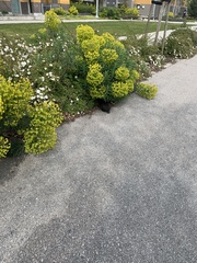 Oryctolagus cuniculus domesticus