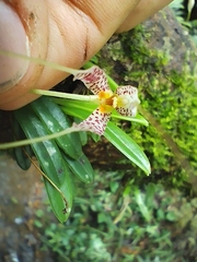 Masdevallia picturata