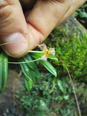 Masdevallia picturata