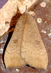 Rhapsa suscitatalis