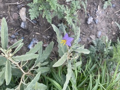 Solanum elaeagnifolium
