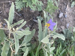 Solanum elaeagnifolium