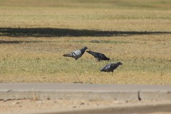 Columba livia domestica