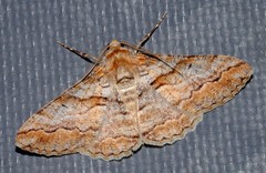 Gastrinodes bitaeniaria