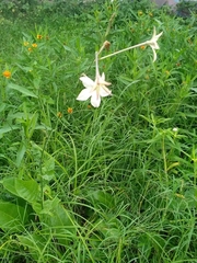 Nicotiana longiflora