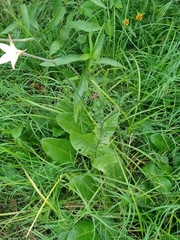 Nicotiana longiflora