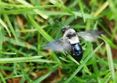 Andrena danuvia