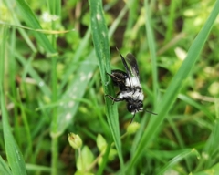 Andrena danuvia