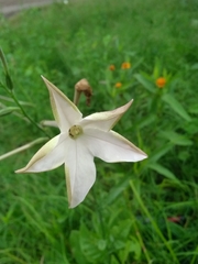 Nicotiana longiflora