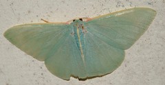 Chlorocoma assimilis