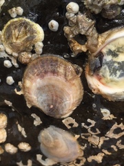 Crepipatella lingulata