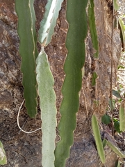 Selenicereus ocamponis