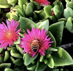 Mesembryanthemum cordifolium