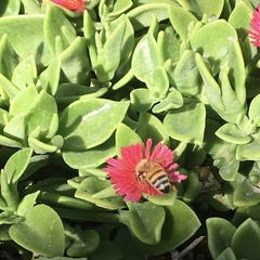Mesembryanthemum cordifolium