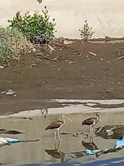 Eudocimus albus
