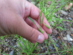 Carex oxylepis