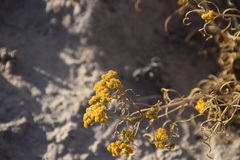 Sartwellia flaveriae