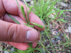 Carex oxylepis