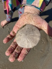 Echinarachnius parma