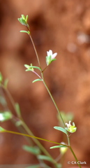 Hesperolinon micranthum