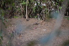 Turdus rufitorques image