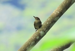 Nesotriccus ridgwayi