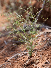 Hesperolinon micranthum