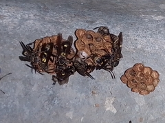 Mischocyttarus pallidipectus