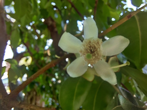 Psidium friedrichsthalianum - Whole tree