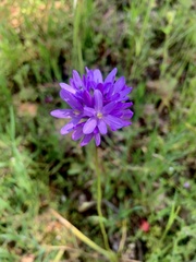 Dichelostemma congestum