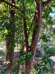 Psidium friedrichsthalianum