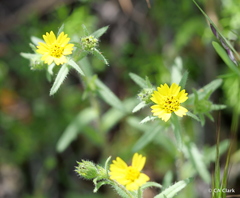 Layia hieracioides