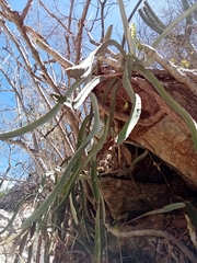 Selenicereus ocamponis